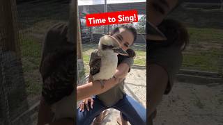 🌟 Kookaburra’s Song Will Make Your Day 😂🎵 [upl. by Hodges132]