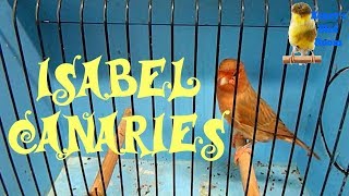 Isabel Canaries  Henrys Bird Room Tips amp DIY Info for Bird Breeders [upl. by Haila]