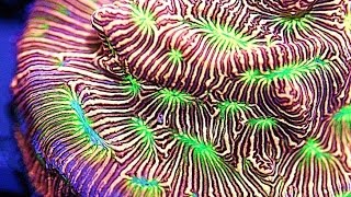 Easy Fragging a Jason Fox Jack o Lantern Leptoseris Coral with Coral Shears [upl. by Nero547]