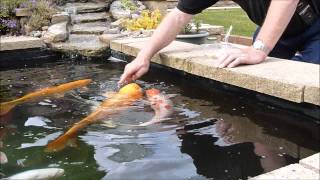 Koi Pond and feeding Prawns [upl. by Arondel]