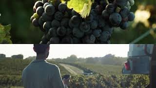 Ertus Group  Process2Wine Introduction ENGLISH VERSION [upl. by Eelrebmyk]