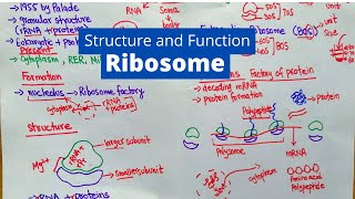 10 Ribosomal RNA Transfer RNA Structure Function Posttranscriptional Modifications [upl. by Aedni]