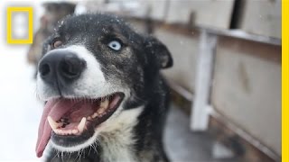 Sled Dogs More Than Meets the Eye  National Geographic [upl. by Oakes]