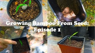 Growing Bamboo From Seed Episode 1 [upl. by Nohshan]