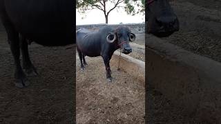 હા હોથલ હા 🐃 [upl. by Gaither]