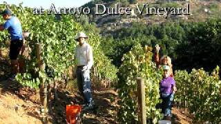 Nubile Maidens Assist with Grape Harvest amp Stomp at Arroyo Dulce Vineyard [upl. by Annoval910]