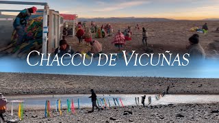 CHACCU DE VICUÑAS  DOCUMENTAL CAYLLOMA AREQUIPA 2022 2023 [upl. by Hatnamas208]