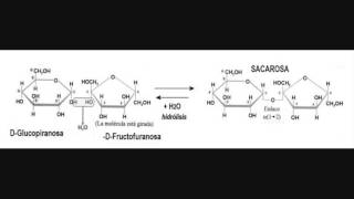 Biología  Disacaridos [upl. by Holtorf]