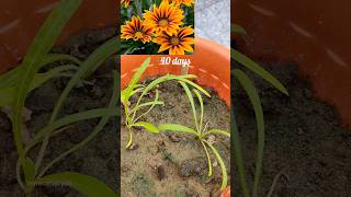 Gazania flower ko seeds se kese grow kreHow to grow gazania flower from seeds gazania flower [upl. by Anerac472]