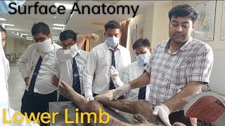 Lower Limb  Surface Anatomy amp Osteology [upl. by Dwane]