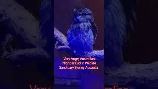 Very Angry Australian Nightjar Bird in Wildlife Sanctuary Sydney Australia australia sydney [upl. by Ruperto]