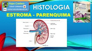 Parenquima y Estroma  Histologia [upl. by Berga]