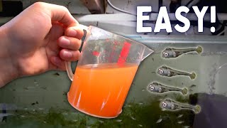 How to Hatch Brine Shrimp Eggs the Easiest Way [upl. by Assyral87]