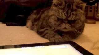 Exotic Shorthair cat plays with Ipad Cat Game [upl. by Anauqahc262]