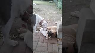 Cane corso vs pitbull real fight [upl. by Brade]