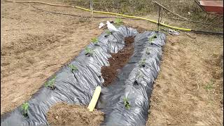 Como plantar tomates con plástico y riego por goteo paso a paso  el huerto de Kevin 🌱 [upl. by Enrak]