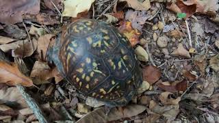 Whitetail Hill Chestnut Tree Planting on the Mountain Part 2 [upl. by Nobe131]