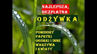 NAJLEPSZA I BEZPŁATNA ODŻYWKA DO POMIDORÓW OGÓRKÓW PAPRYKI I INNYCH WARZYW I KWIATÓW [upl. by Xenos448]