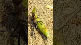 ایک چیونٹی کو اللہ تعالیٰ نے کتنی طاقت دی ہے How much power has Allah Almighty given to an ant [upl. by Hewes272]