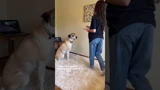 Dog Training Fear and Sensitivity puppytrainingtips puppyshorts [upl. by Sidonnie]