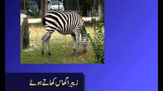 herbivores carnivores omnivores in urdu [upl. by Ahsiuqal929]