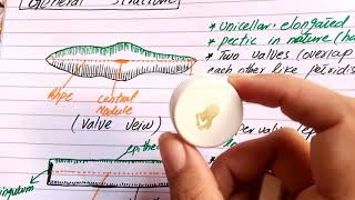 Division bacillariophyta type pinnularia for class BSc BS PART 1 [upl. by Akerley]