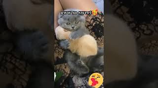 sosweet kittens viralvideo animalshorts viralshorts [upl. by Roddie]