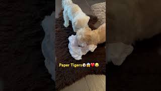 Paper Tigers 🐶❤️😂 [upl. by Edrahs964]