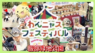 【犬イベント】わんニャスフェスティバル in 豊中 初めてサメを爆食いする愛犬トルテはこちらです🐶服部緑地公園前編（トイプードルのTorte channel [upl. by Schreibe]