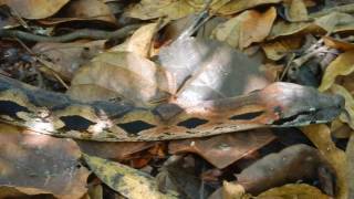 Madagascan Ground Boa acrantophis madagascariensis [upl. by Chickie88]