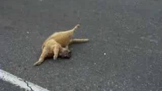 road kill in tha hood [upl. by Piper]