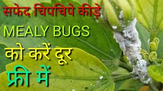 सफेद चिपचिपे कीड़े mealybugs को करें फ्री में 2 मिनट में दूर [upl. by Jamieson]