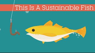 This Is A Sustainable Fish [upl. by Lesak693]