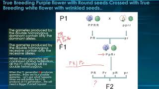 Genetics True breeding Purple and Round Seed Crossed True Breeding White and Wrinkled [upl. by Nive]