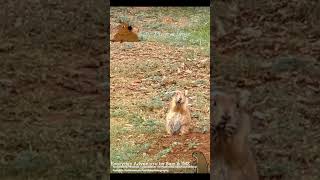 Cute Prairie Dogs of Caprock Canyons State Park prairiedogs texasadventure [upl. by Yob]