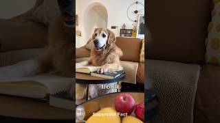 dog funny withsofia alexandsofia [upl. by Neehsuan]