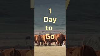 Only 1 day until the Grassfields Beef November Auction🗓️ 6 November 2024📍 Grassfields [upl. by Armond]