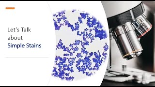 Simple Stain Procedure [upl. by Epoillac]