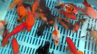 Large Mixed Premium Fantail Goldfish from Blue Ridge Koi [upl. by Mcgraw]