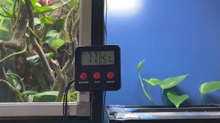 The Thermometer Hygrometer I like To Use With My Reptiles  Crested Gecko Updates  DIY Reptiles [upl. by Ayrolg]