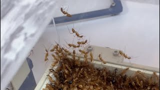 Nettoyage en profondeur du nid de mes fourmis africaines jaunes [upl. by Oirom81]