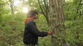 Harvesting Pignut amp Shagbark Hickory Nuts [upl. by Rebmeced]