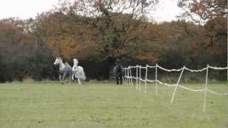 Horses galloping bucking playing in the field [upl. by Nahbois630]