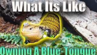 what its like Owning a BlueTongue skink [upl. by Orgel]