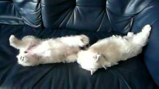 Westie puppies playing  WESTYLE kennel [upl. by Inal]