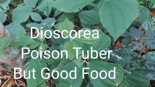 Dioscorea Poison Tuber But Good Food [upl. by Eterg]