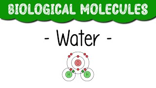 A Level Biology quotWaterquot [upl. by Deeyn523]