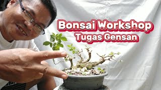 BONSAI WORK SHOP TUGAS GENSAN  BONSAI CUTBACK  VITEX PARVIFLORA [upl. by Charleen]