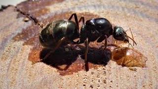 Chuyển nhà cho kiến Ăn Thịt Người  Iridomyrmex Purpureus [upl. by Phillipp]