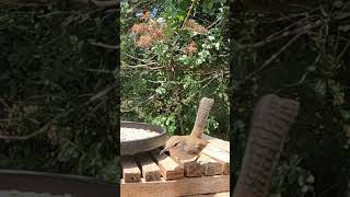 Sneaky Bewicks Wren at the feeder 🐦 backyardbirds [upl. by Grearson]